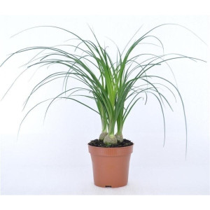 Нолина  ( 3 раст.)  35 см.